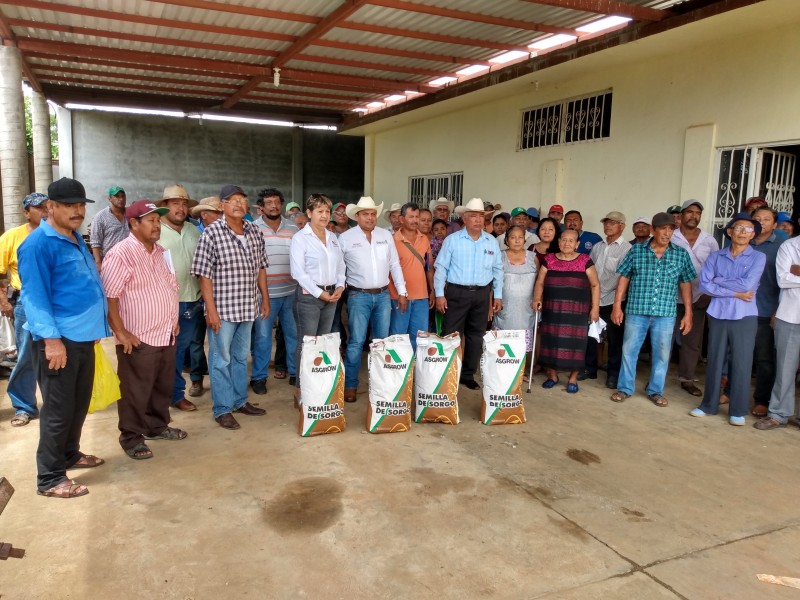 Inicia cultivo de sorgo en el istmo