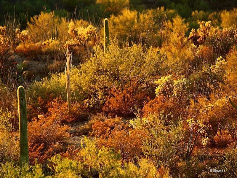 Inicia el equinoccio de Otoño