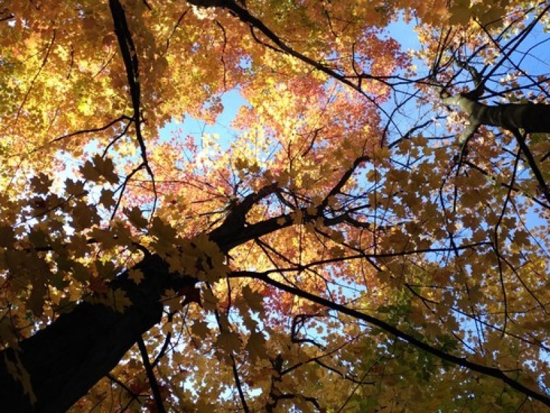 Inicia el otoño con colores cobrizos en la ciudad