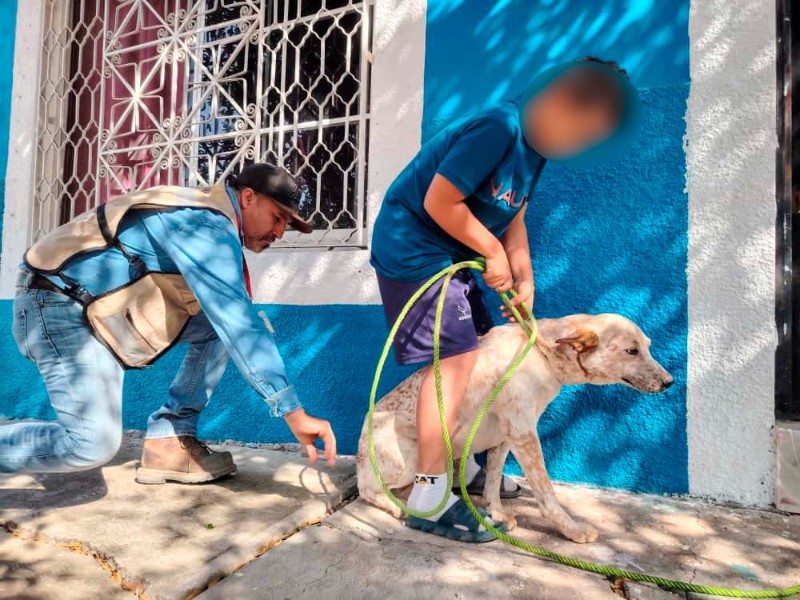 Inicia el sábado la semana de vacunación antirrábica de perros y gatos