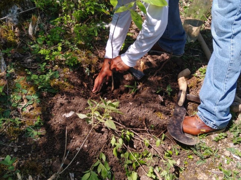 Inicia en Jalpan el programa “Adoptemos un árbol”