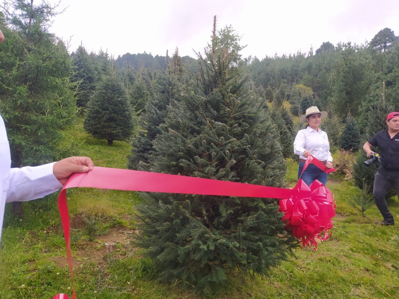 Inicia la temporada de corte e árboles de navidad