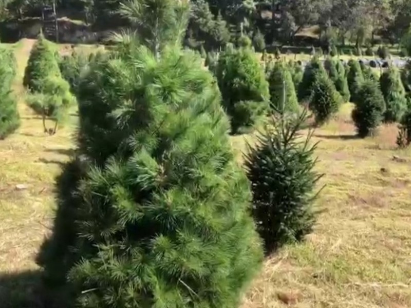 Inicia la venta de árboles de Navidad en Amecameca