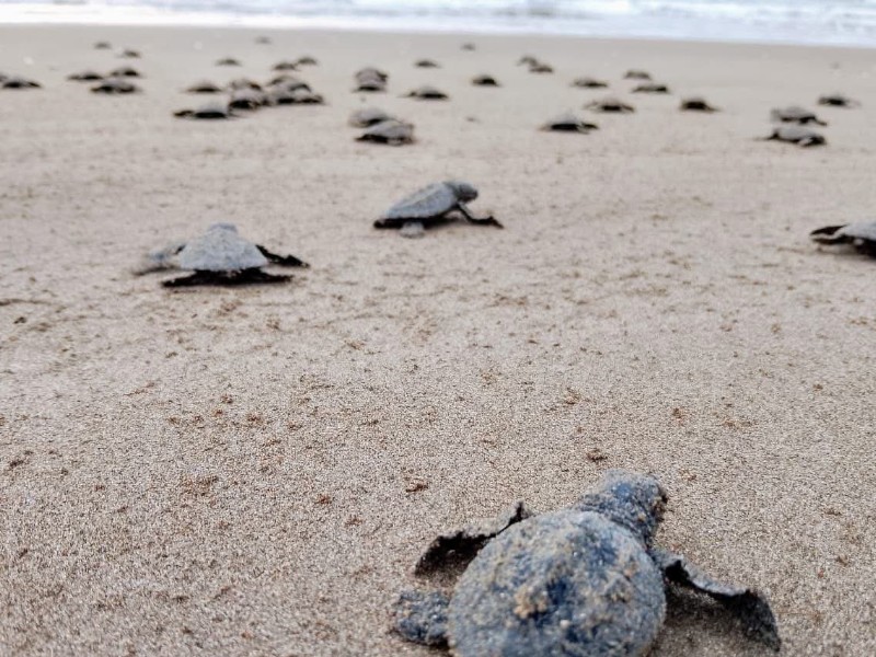 Inicia liberación de tortugas marinas en Tuxpan