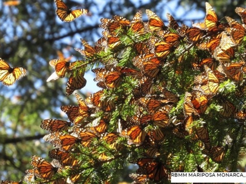 Inicia llegada de la mariposa Monarca a santuarios mexicanos