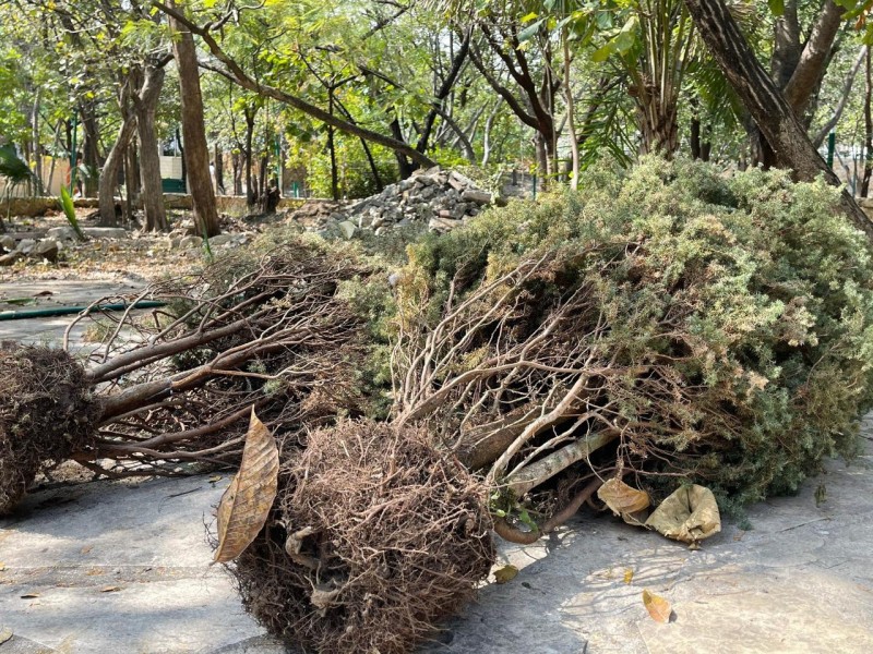 Inicia operaciones centro de acopio de árboles de Navidad