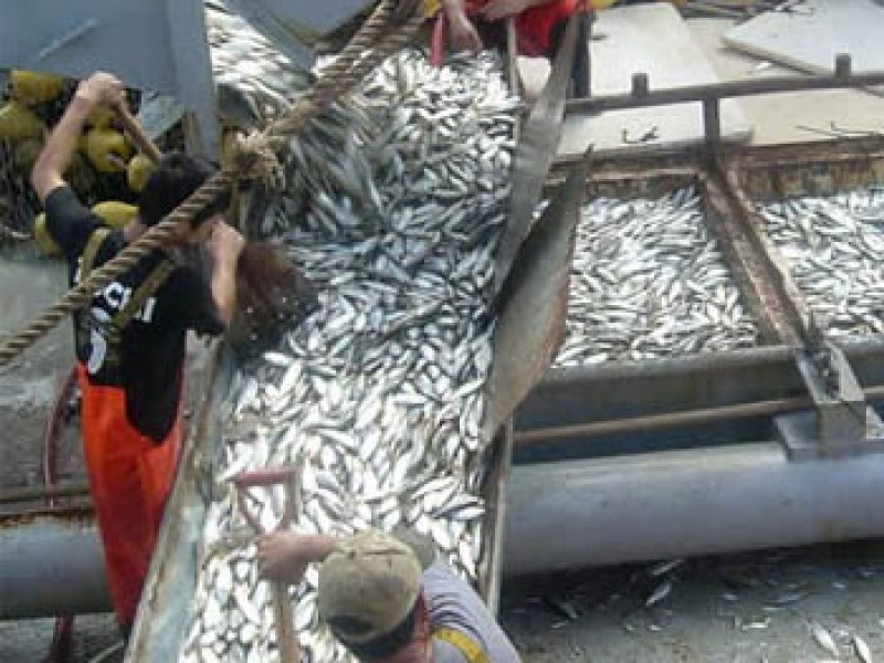 Inicia paro técnico de captura de sardina