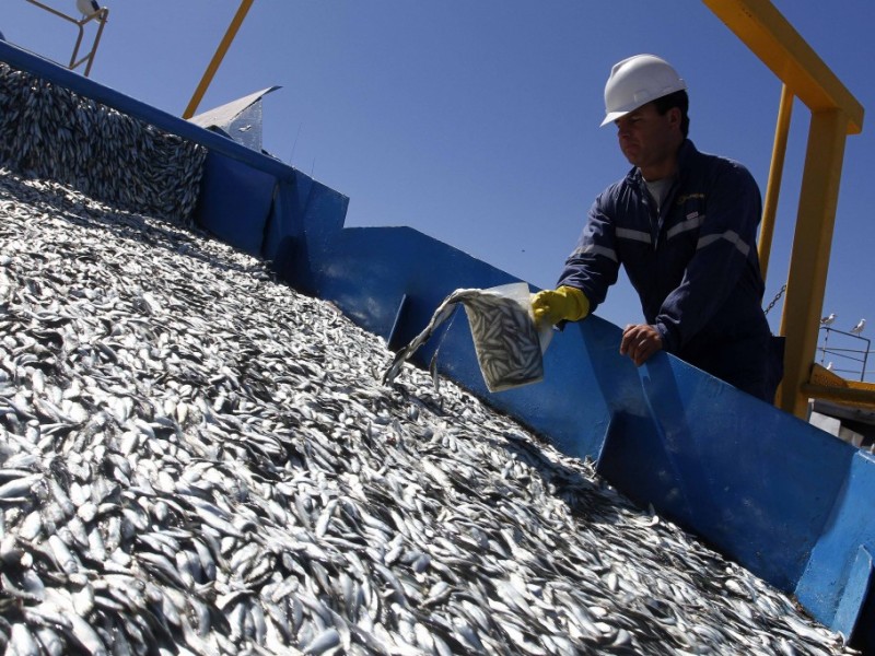 Inicia paro técnico de sardina hasta el 30 de septiembre