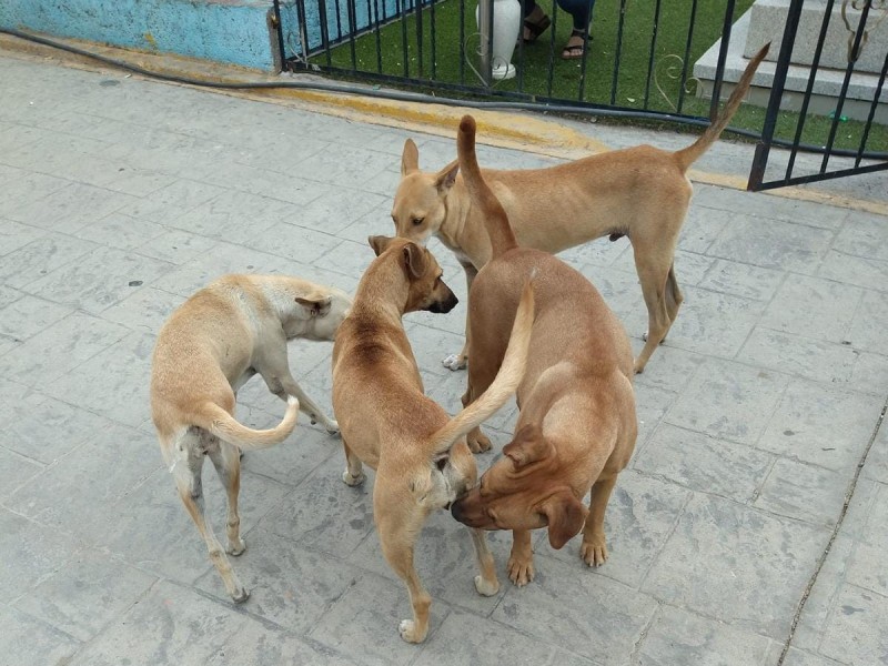 Inicia programa de esterilización a bajo costo en Salina Cruz