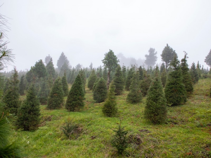 Inicia ‘Recicla tu Navidad’; Xalapa abrirá 20 centros de acopio