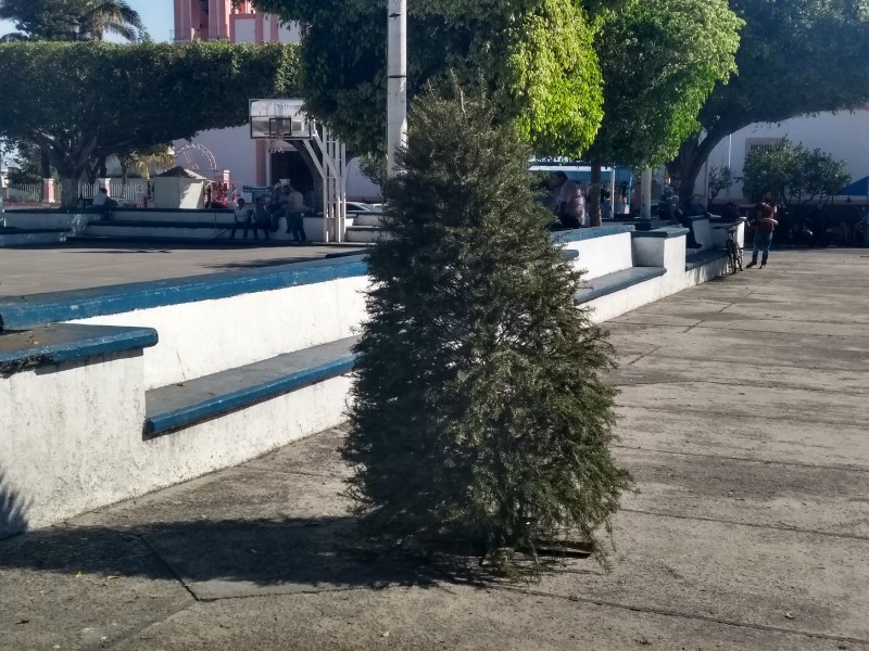 Inicia recolección de árboles navideños en Xalisco