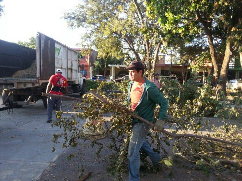 Inicia ruta 25 de recolección de ramas en Colima