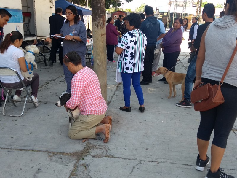 Inicia semana nacional antirrábica perros y gatos