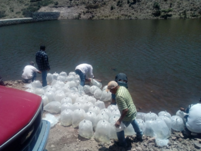 Inicia siembra de alevines para tilapia en presas y bordos