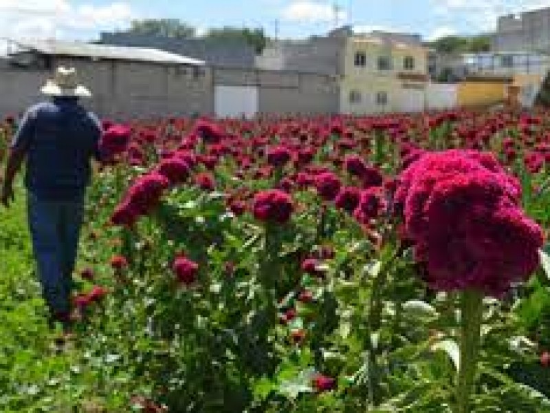 Inicia siembra de flor de muertos en San Diego Chalma