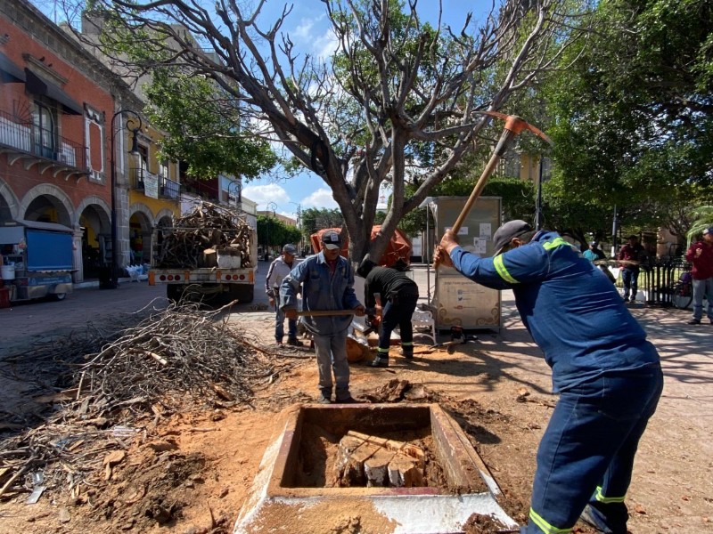 Inicia tala de árboles secos en el Jardín principal