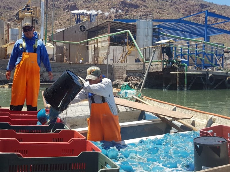 Inicia temporada de aguamala, beneficiará a mil trabajadores pesqueros