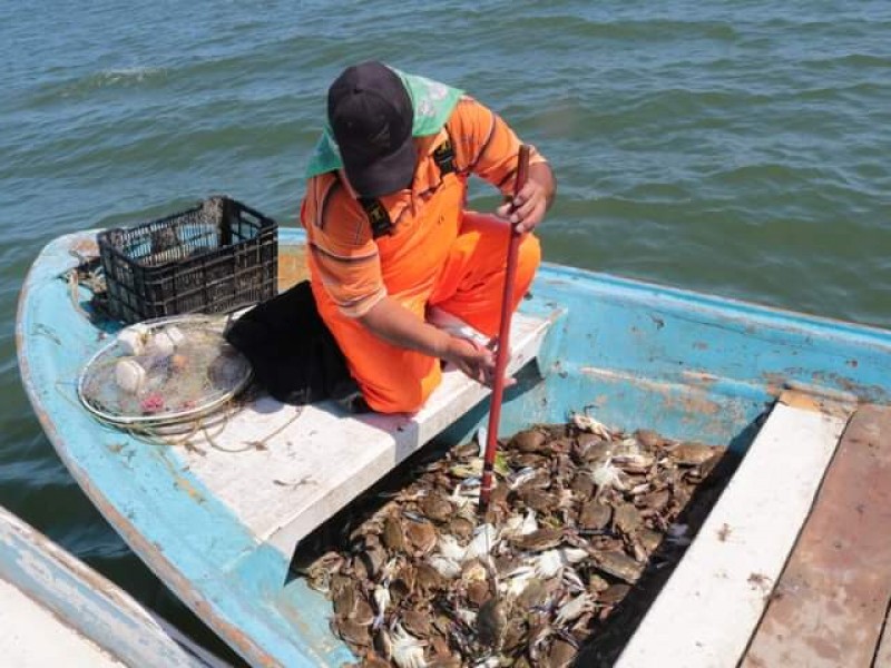 Inicia temporada de jaiba en litoral de Sonora