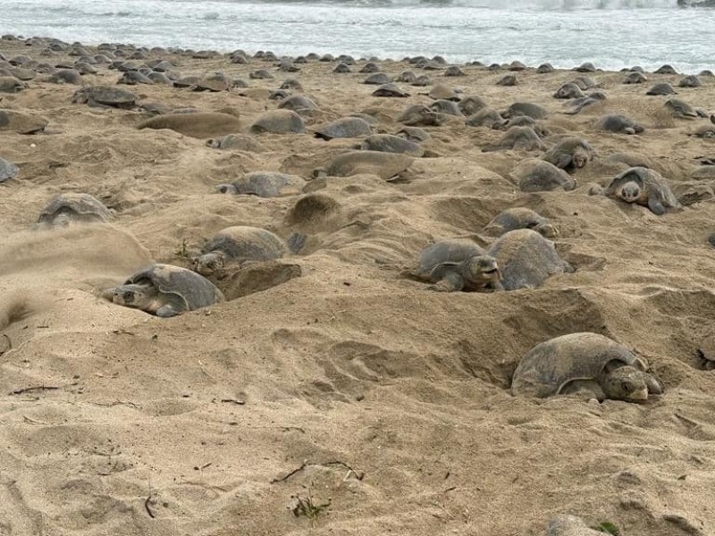 Inicia temporada fuerte de arribazón de tortugas en Oaxaca