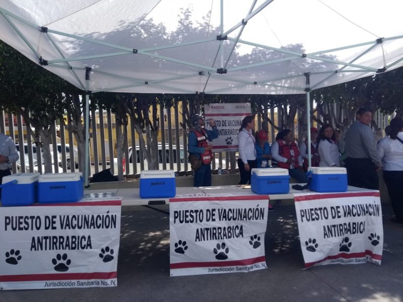 Inicia vacunaciòn canina y felina