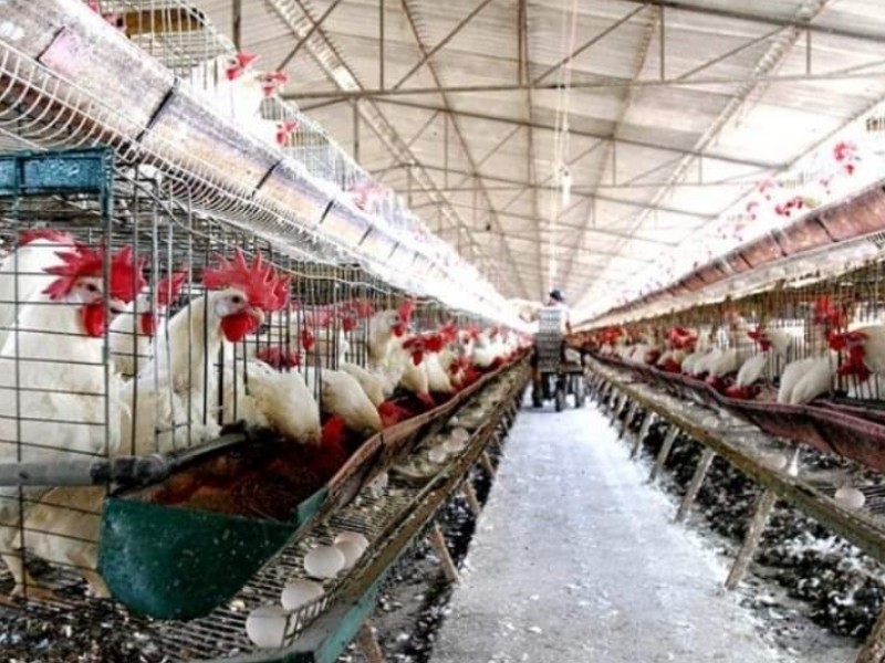 Inicia vacunación contra gripe aviar en Jalisco