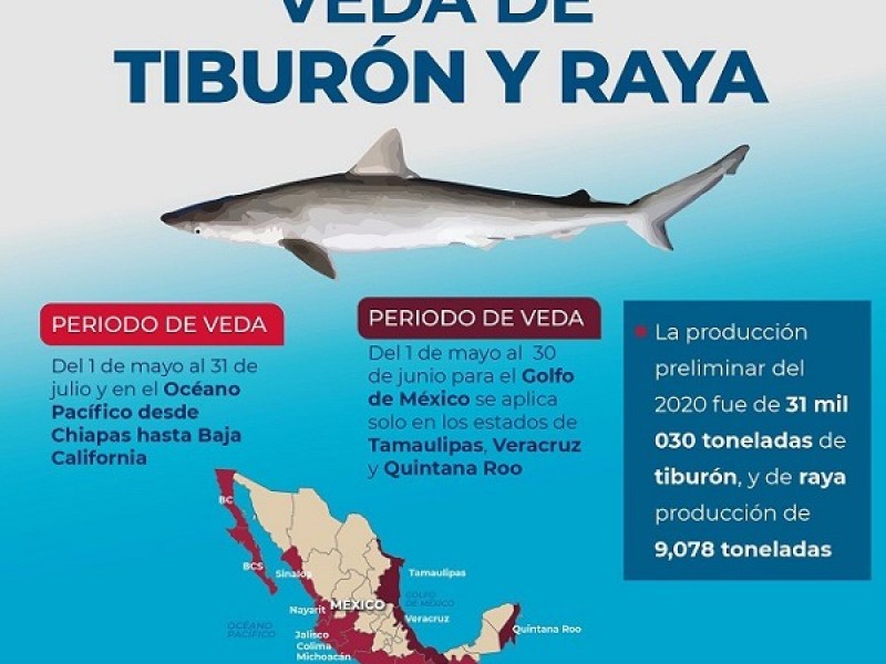 Inicia veda de tiburones, rayas y jaiba en litoral mexicano