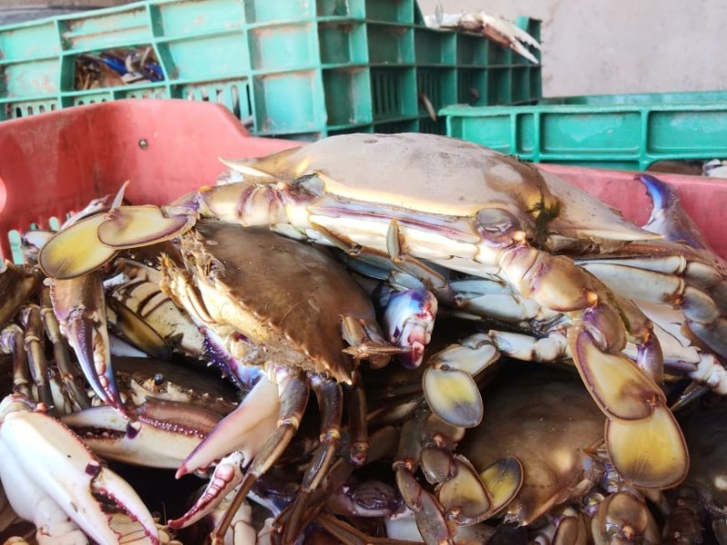 Inicia veda de jaiba, habrá más crisis para pescadores