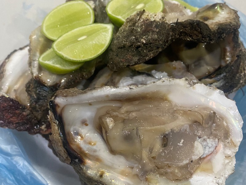 Inicia veda de ostión en Zihuatanejo y todo el Pacífico