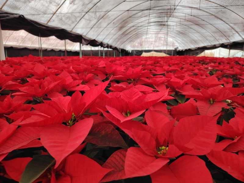 Inicia venta de nochebuenas en Atlacomulco, cuna de la flor