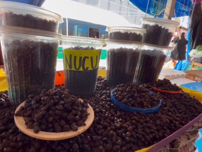 Inicia venta de nucú en mercados públicos