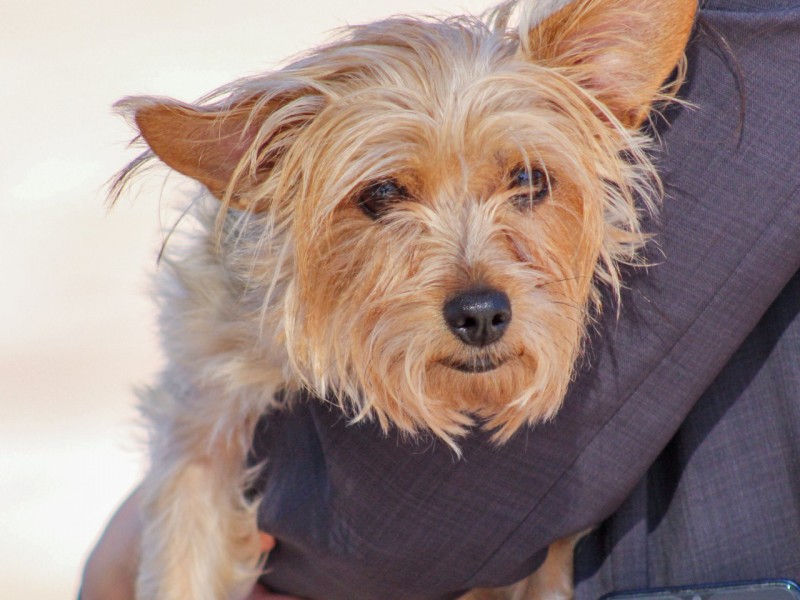 Inician autoridades de salud jornada gratuita de esterilización canina-felina