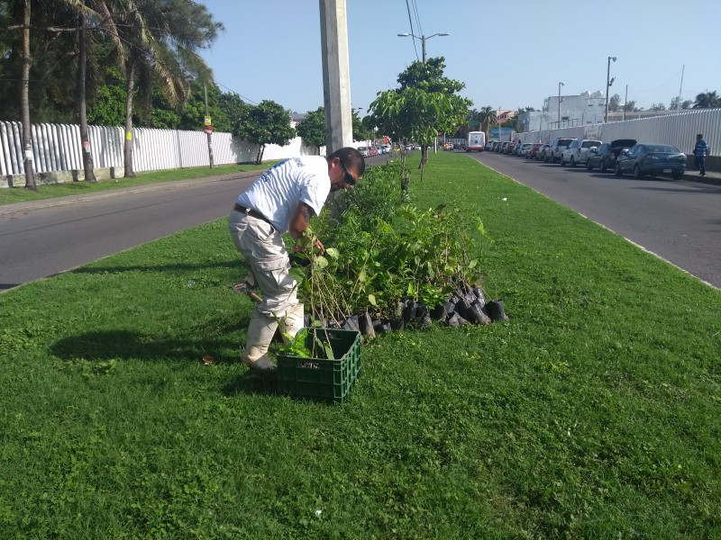 Inicia campaña de reforestación