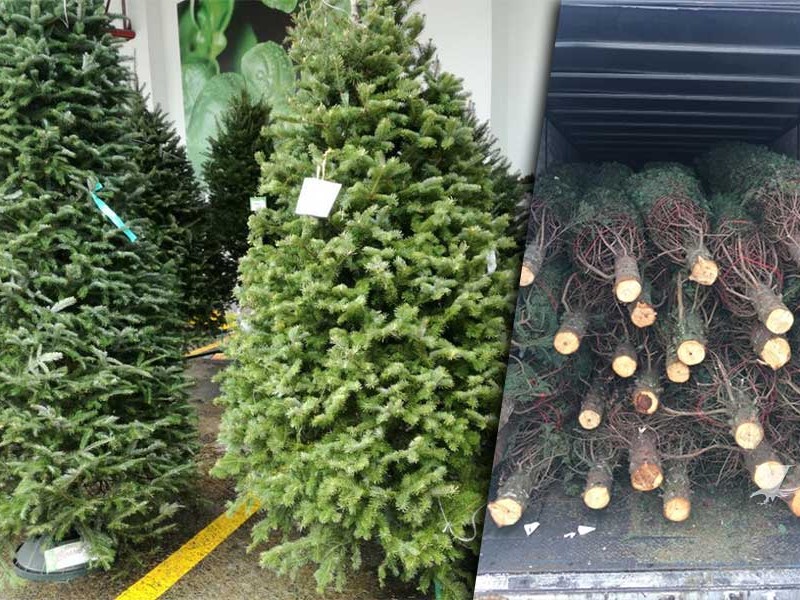 Inician inspección de árboles navideños