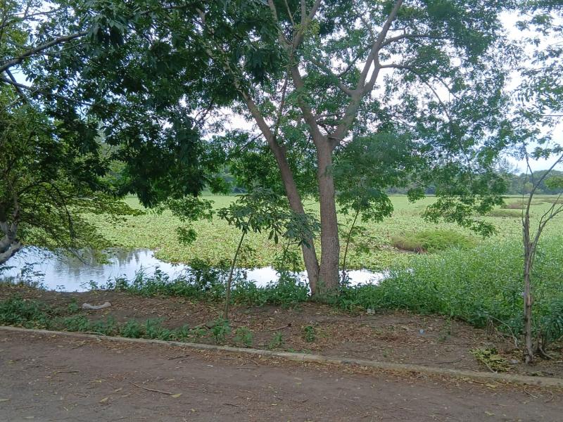 Inician limpieza de Laguna Lagartos; vecinos piden que no quede a medias