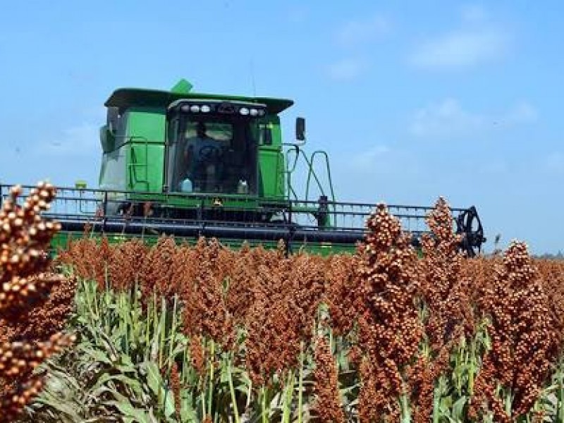 Inician primeras cosechas de sorgo en la zona norte