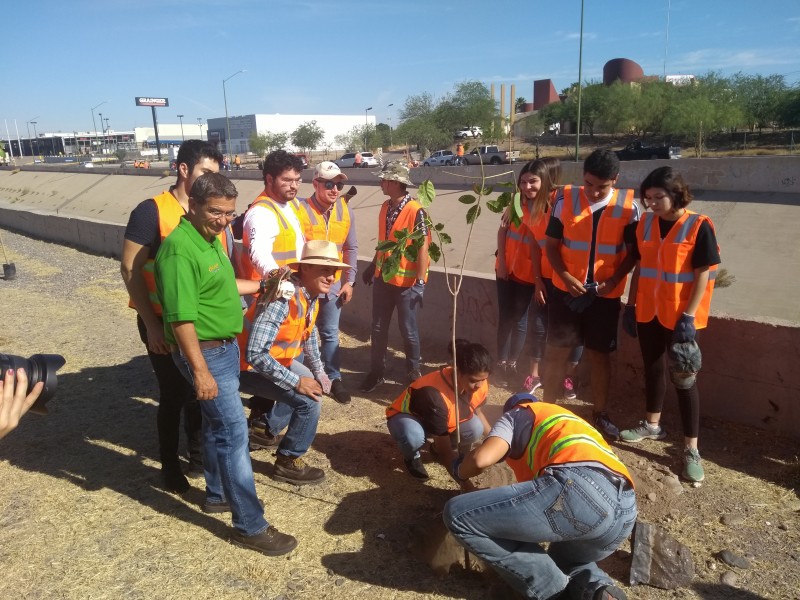 Inician reforestación en zona Paseo del Río Sonora