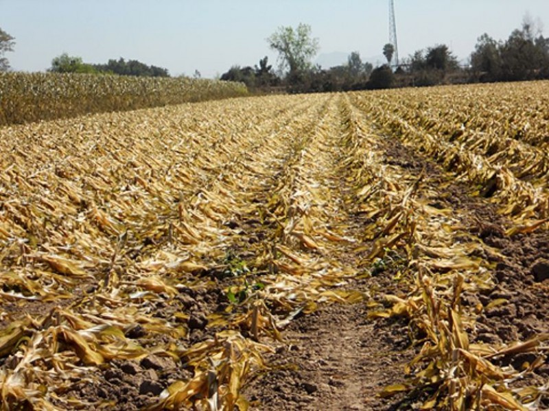 Inician resiembras de maíz y sorgo