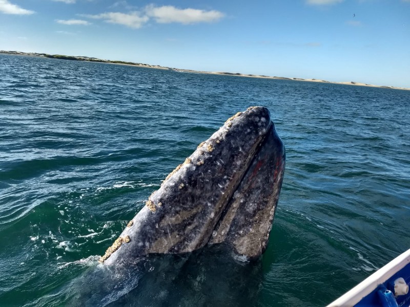 Iniciará el banderazo para avistamiento ballena gris en Pto Chale