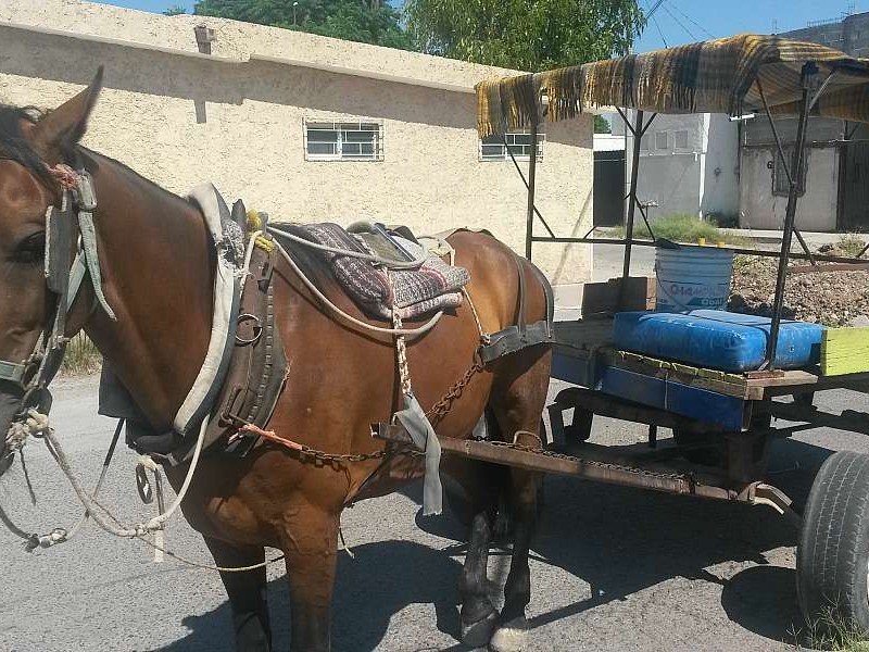 Iniciará empadronamiento y plaqueo de carromateros de Torreón