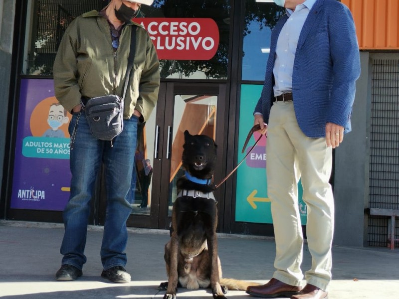 Iniciarán en Sonora fase de prueba caninos detectores de COVID-19