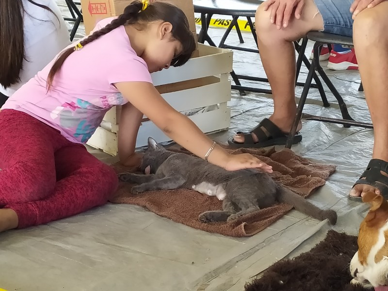 Iniciaron las esterilizaciones masivas para perros y gatos