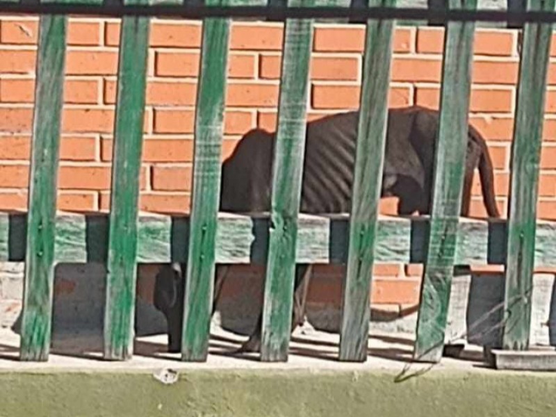 Inicio 2024 con alto índice en maltrato animal, 10 denuncias