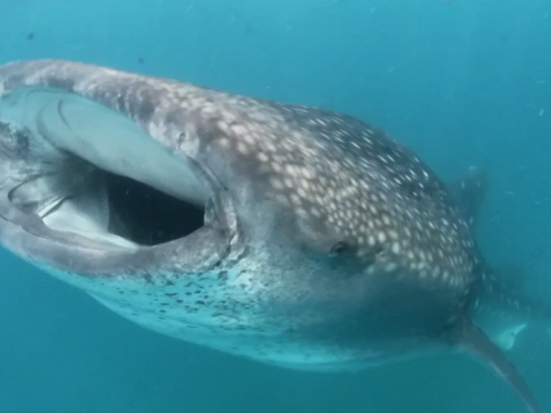 Inició la temporada de avistamiento del tiburón ballena