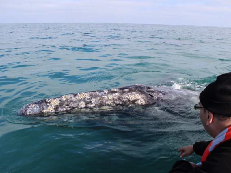 Inició temporada de avistamiento de la ballena gris