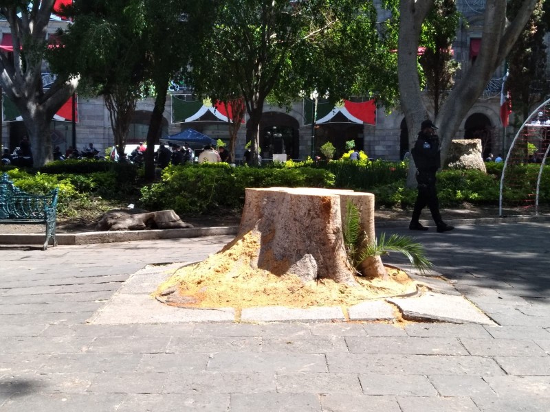 Innecesario tala y poda de árboles en zócalo de Puebla