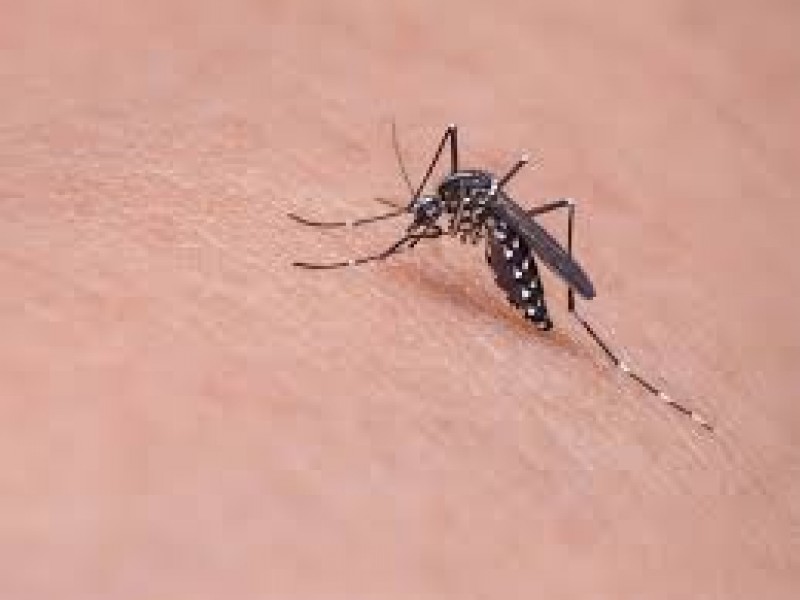 Insecticiada contra mosco de dengue no está caduco: