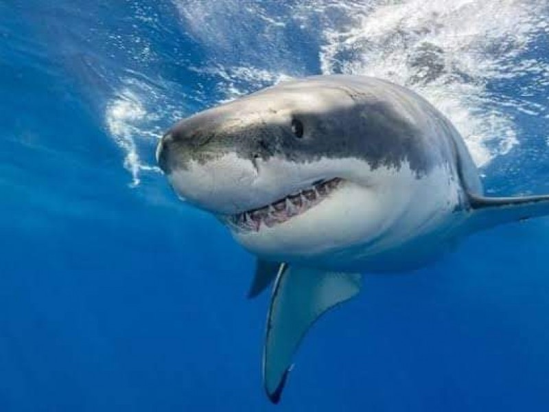 Inseguros al trabajar cerca de tiburones señalan buzos de Guaymas