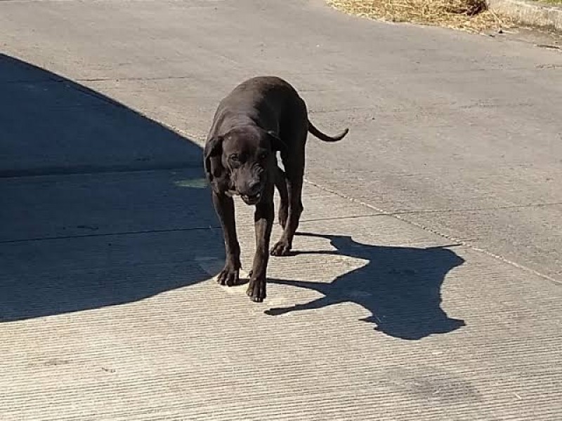 Inspección y Verificación también abordará problema de perros callejeros