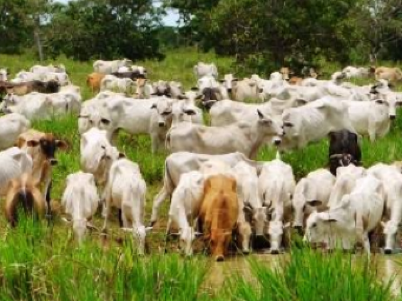 Inspeccionarán más de 300 mil cabezas de ganado en Chiapas