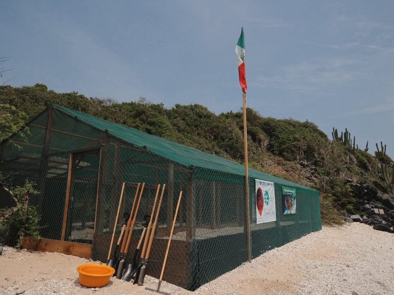 Instalan campamento para proteger tortuga Carey en Isla Ixtapa